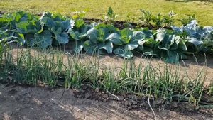 Метод Миттлайдера —полезная технология ухода за садо