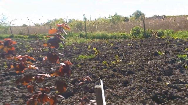 Борьба с личинкой майского хруща. смотреть онлайн