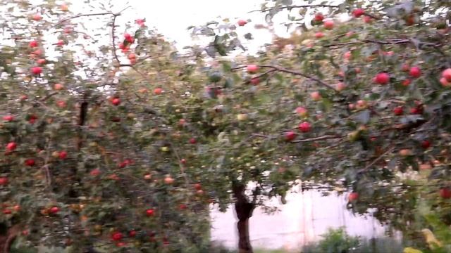 Первый урожай яблок - Дэйтон. смотреть онлайн