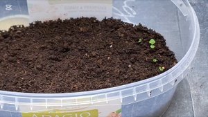 Глоксинии. Посев. Первая пикировка.