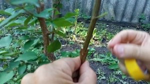 Прививка алычи на абрикос черенком летом.