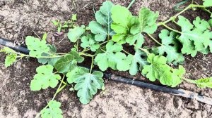 Что любит арбуз. ВЫРАЩИВАНИЕ АРБУЗА. #огород #арбуз