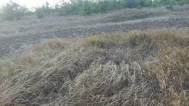 ЧТО ТАКОЕ СТЕПЬ? смотреть онлайн