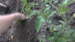 Vlog: Огород в июле/Тычки для помидор/ Божья коровка