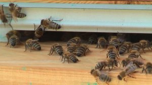 Профессор Кашковский про метод Блинова