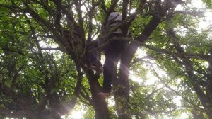 Ловля роев. Год 2023.