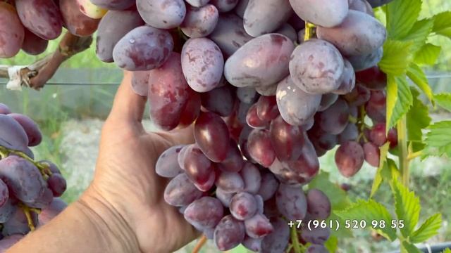 Виноград Слава Калугина В.М. 26.08.25 год, Новороссийск. смотреть онлайн