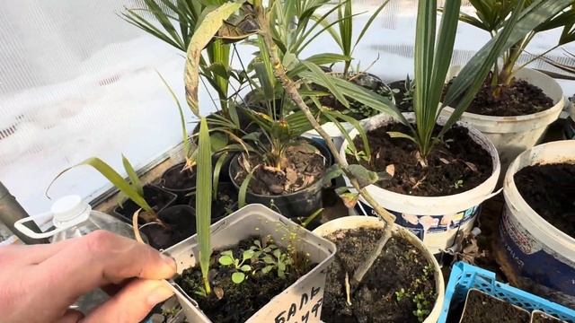 Всех с 1 марта!!!Как я подогреваю теплицу. Как сэкономит смотреть онлайн