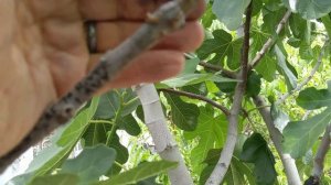 Как в Америке прививают инжир Fig graftings
