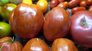 Знаменитый томат Польская слива тетушки Сварло - плод