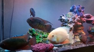 Винная цихлазома