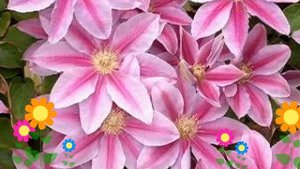 Клематис гибридный Doctor Ruppel. Краткий обзор, описание ха