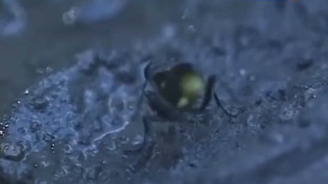 "Удивительная жизнь пчел и ос" смотреть онлайн