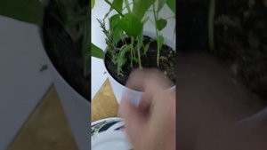 Розмарин, черенки.