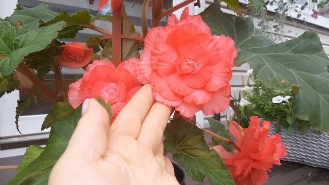 Бегония из семян, личный опыт выращивания! смотреть онлайн