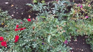 Готовлю розы к зиме! Пригибаю, обрезаю плетистые розы.