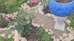 Два штамба Голден Селебрейшен цветут 🏵