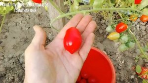 ТОМАТ ПОЦЕЛУЙ ГЕРАНИ Гераниум кисс томат имеет сложне