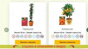 КУПИТЬ КАРЛИКОВЫЕ ДЕРЕВЬЯ ДЛЯ САДА 👍 МИНИ ДЕРЕВЬЯ ДЛ?