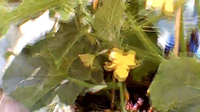 Огурцы в бочке смотреть онлайн