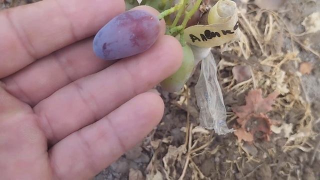 АЛВИКА ЖУЗИМИ НОКИС КАЛАСЫНДА ПИСИП БАСЛАДЫ. 21.08.2025 Ж смотреть онлайн