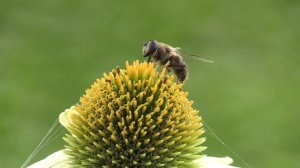 Мохнатый шмель [Звуки шмеля] - Насекомышки