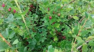 Уход за крыжовником после сбора урожая - обрезка, подк?