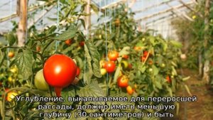 Как сажать помидоры