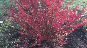 Барбарис. Лечебные свойства и применение