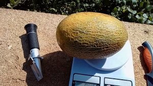 Дыня Раймонд на 10 августа.