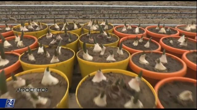 Агросектор. Тепличное хозяйство смотреть онлайн