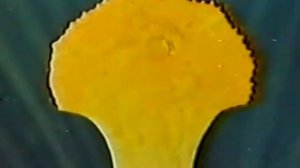 Оплодотворение цветковых растений цв