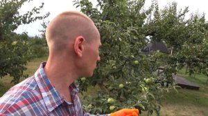 Правильные результаты летней обрезки яблони и не прав