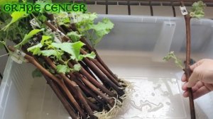 Проращивание   черенков винограда. Метод БАВАРИЯ 2025: 100