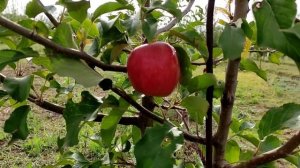 Яблони Рекарда, Эвелина, Гармония де Ларина, Найдаред