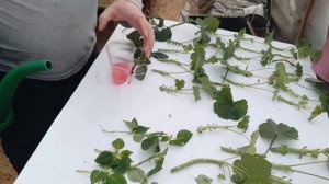 Зелёное черенкование пеларгонии, ампельного бальзами