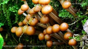 Галерина окаймлённая (Galerina marginata)