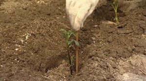 посадка георгин