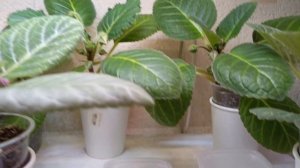 Взошли семена глоксиний! ! Через четыре месяца осенью ?