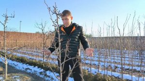 Почему не растет груша?