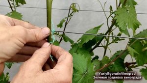 🍇 Зеленая подвязка винограда! Когда и как проводить. ?