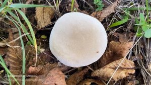 Дождевик луговой (Lycoperdon depressum)