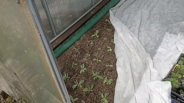 Приехала на дачу после выходных, кроты перерыли всю зе смотреть онлайн