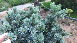 Хвойный Сад Надежды 14.08.25