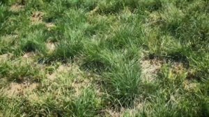 Что будет с газоном если его не поливать во время засу?