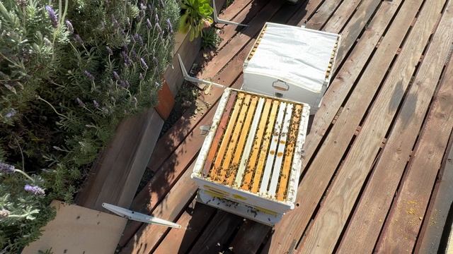 Американский улей, самый лучший - American hive, the best. смотреть онлайн