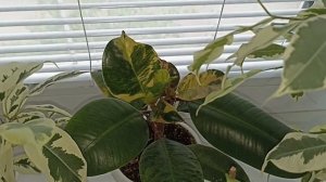 Комнатные Растения В Спальне В Июне