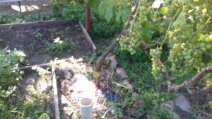 Фундук Трапезунд.Подземный полив.