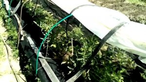 Лучший томат черри! Сорт 6 пунто 7 F1