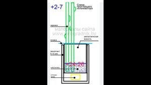 Как вырастить саженцы винограда с корнями без побегов